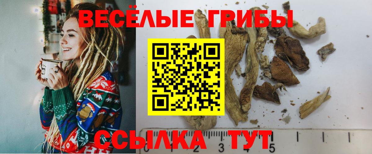 Псилоцибиновые грибы Magic Shrooms  Братск  магазин продажи наркотиков  Галлюциногенные грибы Psilocybine cubensis 
